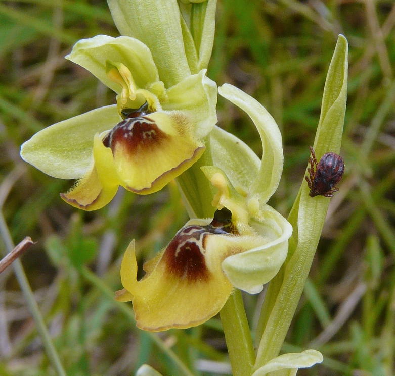 Zecca su orchidea:  Ixodidae: cfr. Hyalomma sp.